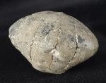 Micraster cf. schroederi STOLLEY 1891 - Bild &copy; FossNet FossilienStore